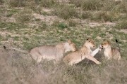 pride of lions loving the wind and rain, going wild