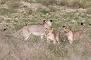pride of lions loving the wind and rain, going wild