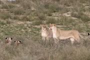 pride of lions loving the wind and rain, going wild