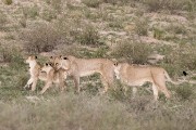 pride of lions loving the wind and rain, going wild