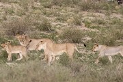 pride of lions loving the wind and rain, going wild
