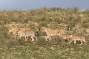 pride of lions loving the wind and rain, going wild
