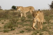 pride of lions loving the wind and rain, going wild