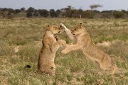 pride of lions loving the wind and rain, going wild