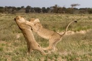 pride of lions loving the wind and rain, going wild