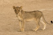 pride of lions loving the wind and rain, going wild