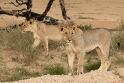 pride of lions loving the wind and rain, going wild