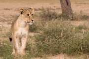 pride of lions loving the wind and rain, going wild