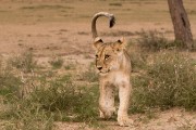 pride of lions loving the wind and rain, going wild