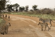 pride of lions loving the wind and rain, going wild