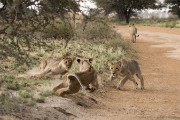 pride of lions loving the wind and rain, going wild
