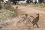pride of lions loving the wind and rain, going wild