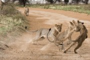pride of lions loving the wind and rain, going wild