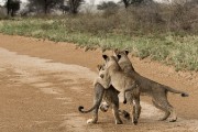 pride of lions loving the wind and rain, going wild