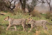 pride of lions loving the wind and rain, going wild