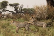 pride of lions loving the wind and rain, going wild