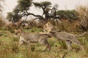 pride of lions loving the wind and rain, going wild