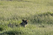 resting female lion