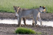 female lions at a water hole