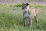 female lion out-standing in her field