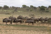 wildebeest heard