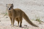 Yellos mongoose
