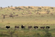 Ostriches
