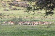 springbok herd
