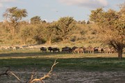 wildebeest heard and springbok herd