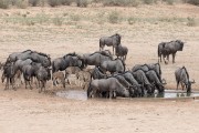 wildebeest herd at the water hole