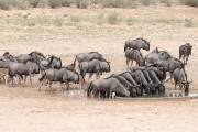 wildebeest herd at the water hole