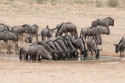 wildebeest herd at the water hole