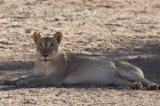 female lion