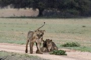 part of a lion pride
