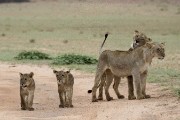 two female lions and their cubs