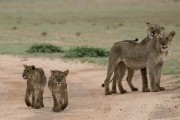 two female lions and their cubs