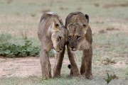 two female lions, maybe sisters