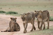 two female lions and their cubs
