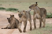 two female lions and their cubs