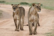 two female lions