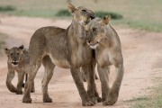 two female lions and their cubs