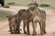 two female lions and their cubs