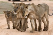 two female lions and their cubs