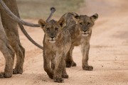 the cubs