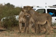 two female lions and NOT our truck