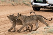 lion cubs