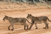 lion cubs
