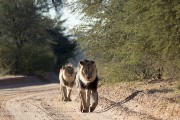 two male lion walking the road which they like to do