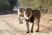 two male lions