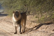 male lion marking his territory